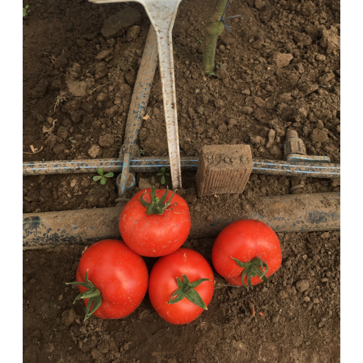 Seminte de tomate Zulfia F1, 1000 seminte