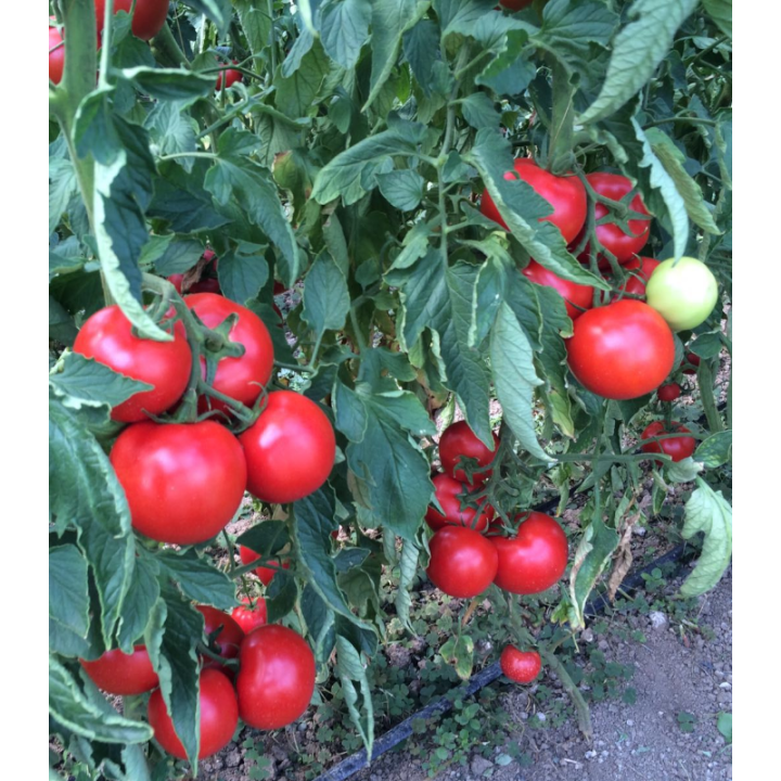 Seminte de tomate Zulfia F1, 1000 seminte