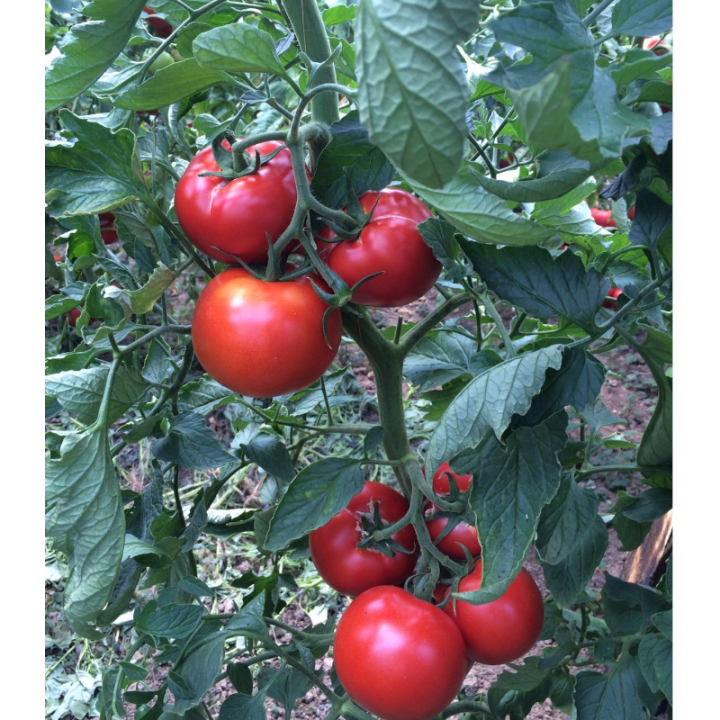 Seminte de tomate Zulfia F1, 1000 seminte