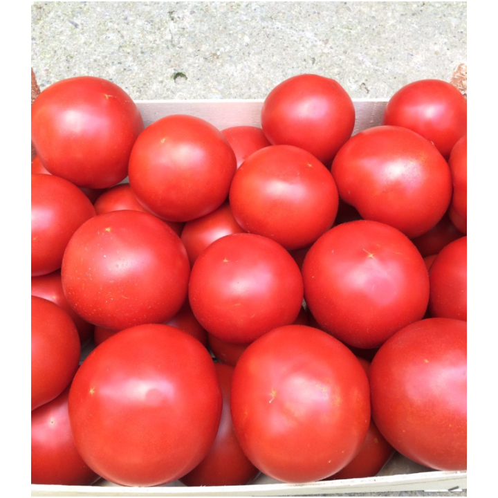 Seminte de tomate Zulfia F1, 1000 seminte