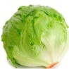 Seminte de salata Argentinas RZ, 1000 Seminte
