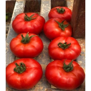 seminte de tomate Ozkan F1 (500 sem)