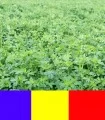 Seminte de lucerna Dobrogea, 1 kg