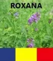 Seminte de lucerna Roxana, 1 kilogram