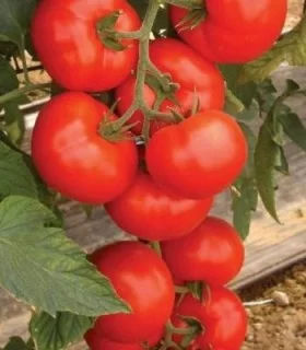 Seminte de tomate Amerigo, 500 seminte
