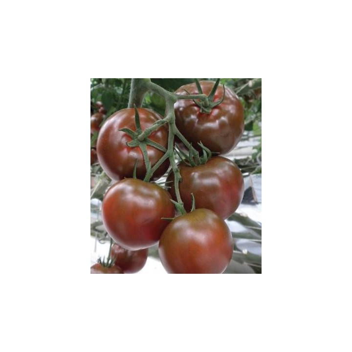 Seminte profesionale de tomate Sacher F1, Yuksel