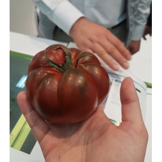 Bucanero F1 (100 seminte)