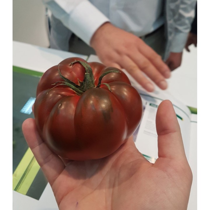 Bucanero F1 (100 seminte)