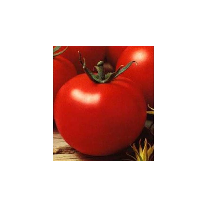 Seminte de tomate Optima F1, Seminis