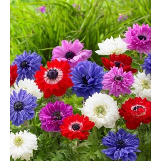 Bulbi de anemone Saint Brigid, 15 bulbi