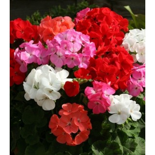 Geranium Cabaret Mix F1 - 1000 seminte