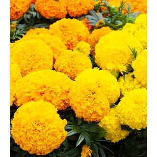 Tagetes erecta Big Top F1 Formula mix
