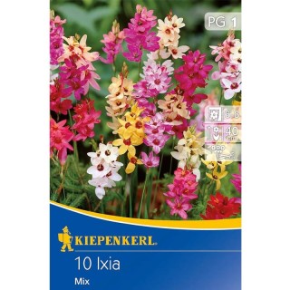 Bulbi de Ixia Mix, 10 bulbi