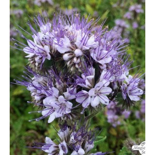 Seminte de Phacelia Stala, pachet 1 kilogram