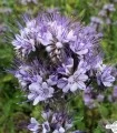 Seminte de Phacelia Stala, pachet 1 kilogram