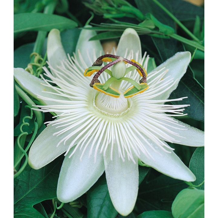 Passiflora Avalanche, planta la ghiveci cu floare alba