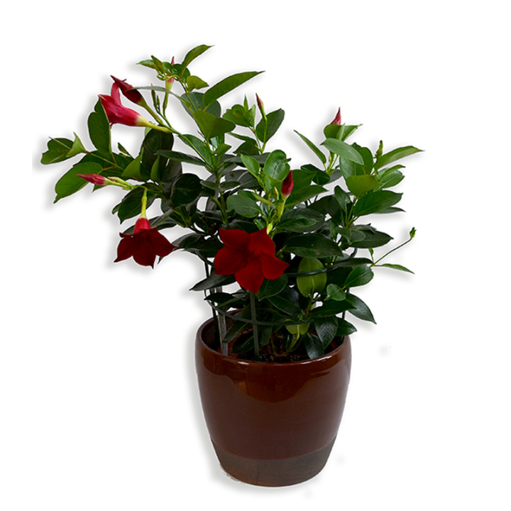 Dipladenia rosie, planta la ghiveci