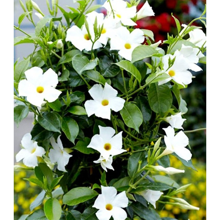 Dipladenia (Iasomie braziliana alba)