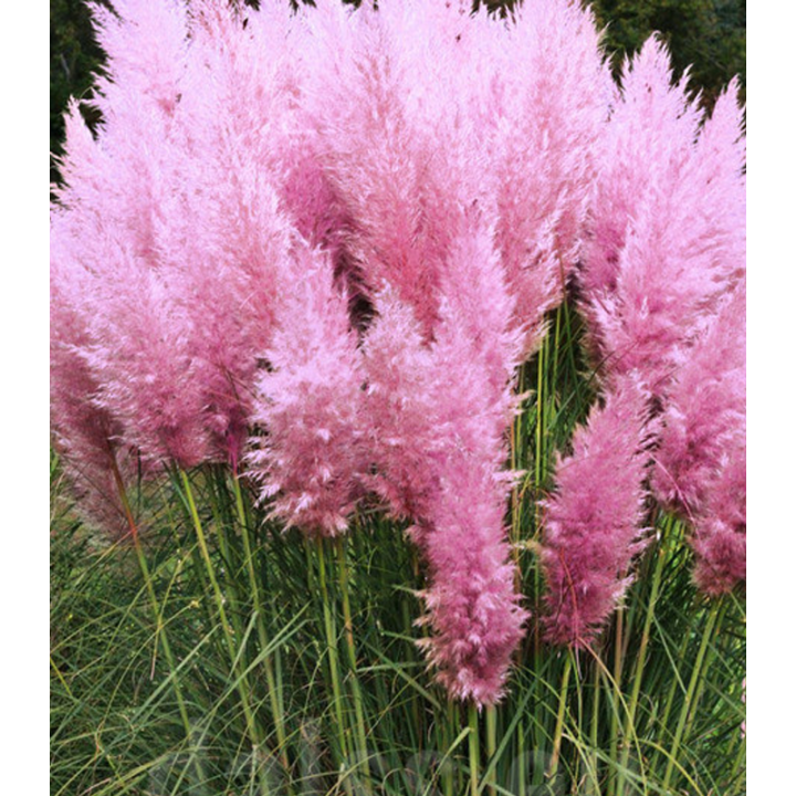 Iarba de pampas roz, planta la ghiveci