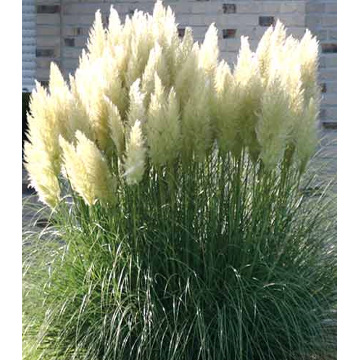 Iarba de pampas, flori albe, planta la ghiveci