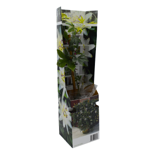 Passiflora Avalanche, planta la ghiveci