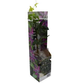 Passiflora Incense, planta la ghiveci