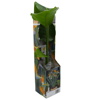 Strelitzia, planta la ghiveci
