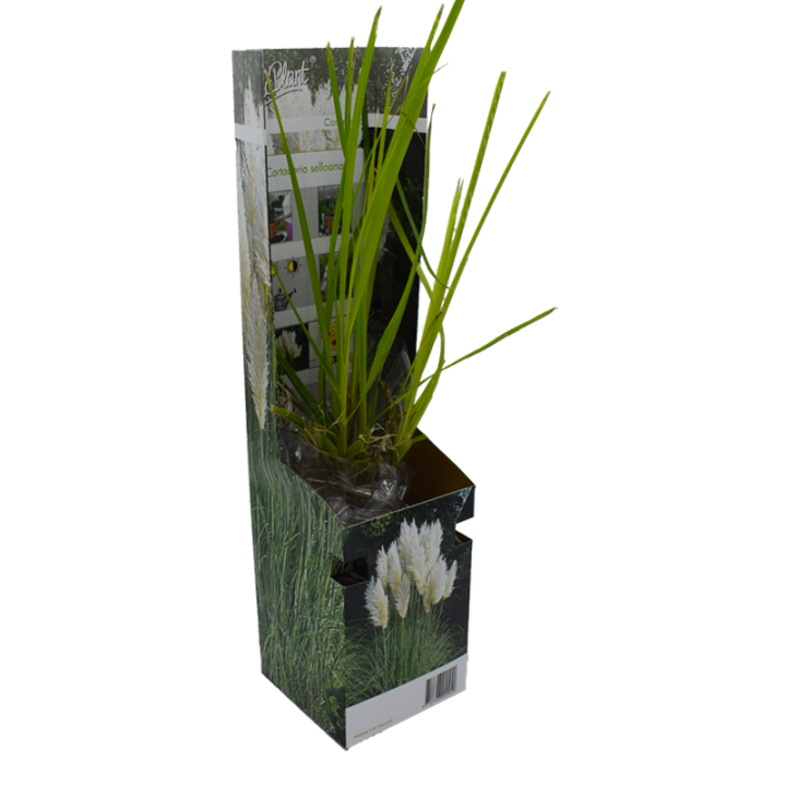 Iarba de Pampas, planta la ghiveci