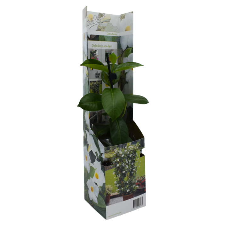 Iasomie Braziliana alba, planta la ghiveci