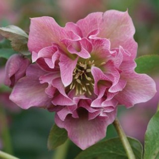 Radacina de Helleborus Double Ellen Pink, 1 radacina