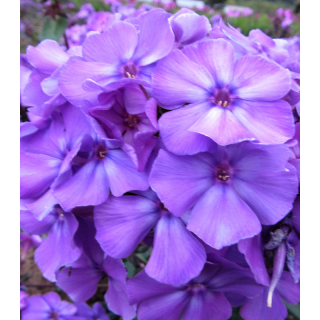 Phlox Blue, 1 radacina