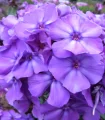 Phlox Blue, 1 radacina