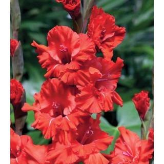 Gladiole Fire Ruffle