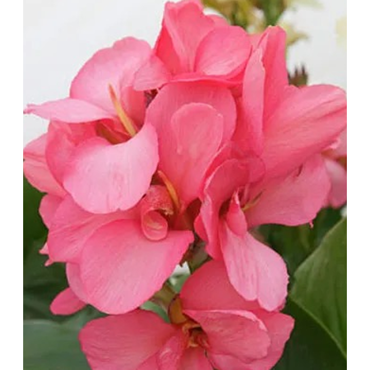 Canna Pink President, 1 radacina, canna indica roz