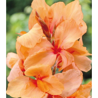 Canna Picasso, 1 radacina, flori galben - portocalii