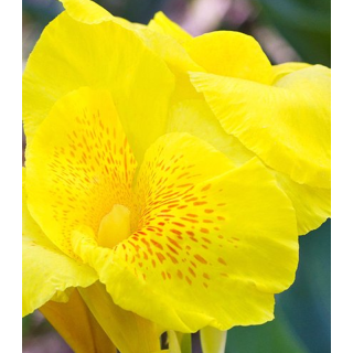 Canna Richard Wallace, 1 bulb, flori galbene, intense