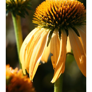 Echinacea Harvest Moon, 1 radacina, floare spectaculoasa, flori galbene