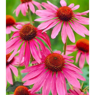 Echinacea Magnus, 1 radacina, flori roz deosebite