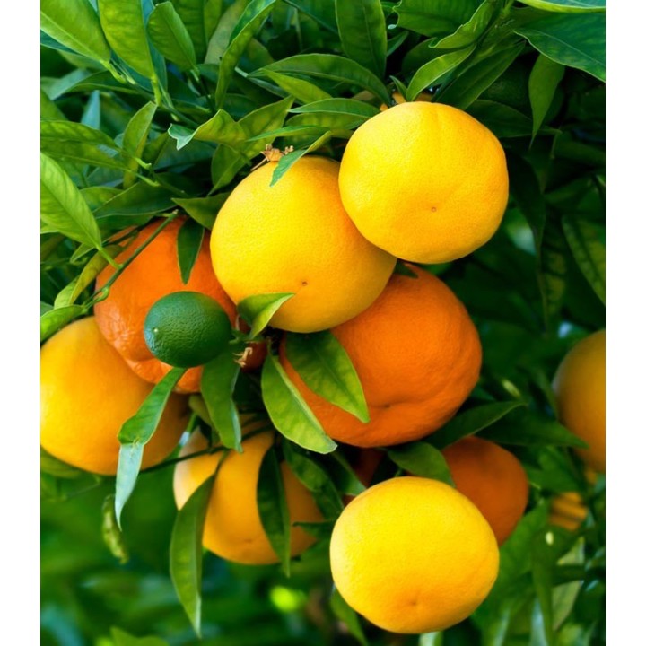 Pluscote fertilizant citrice NPK 15-8-13 cu eliberare controlata, 5-6 luni