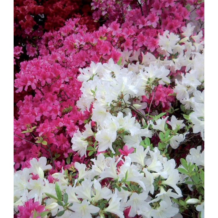 Ingrasamant granulat pentru plante acidofile Flortis, 1 kilogram