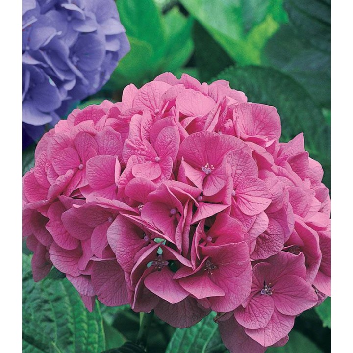 Ingrasamant granulat pentru plante acidofile Flortis, 1 kilogram