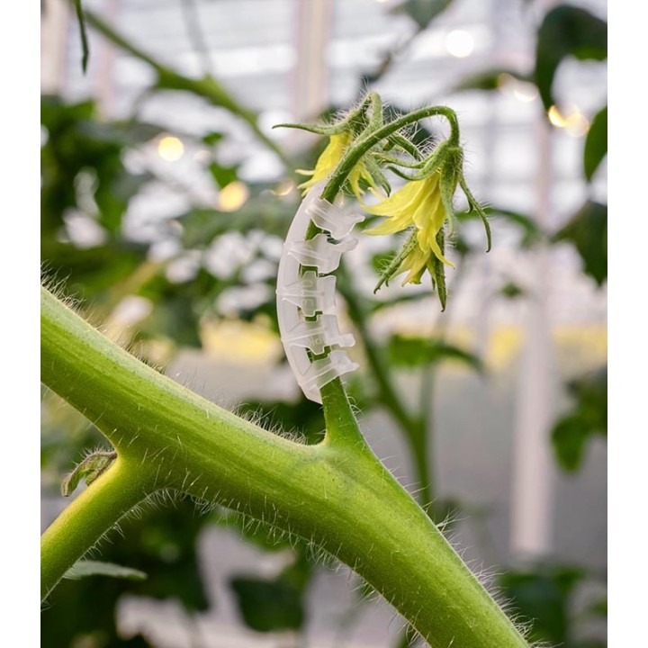 Arc de prindere ciorchine tomate, Paskal