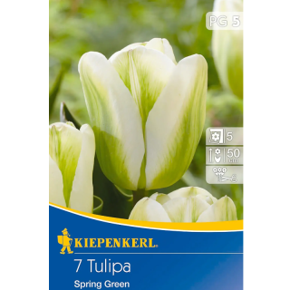 Lalele Spring Green, 7 bulbi