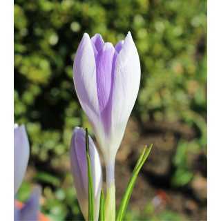 Crocus Vanguard, 50 bulbi
