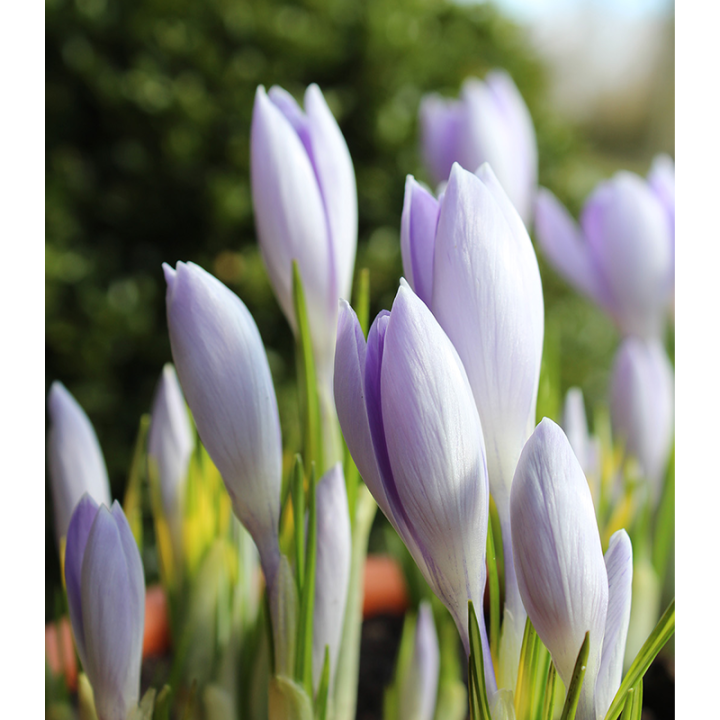 crocus violet pentru ghivece, jardiniere, borduri