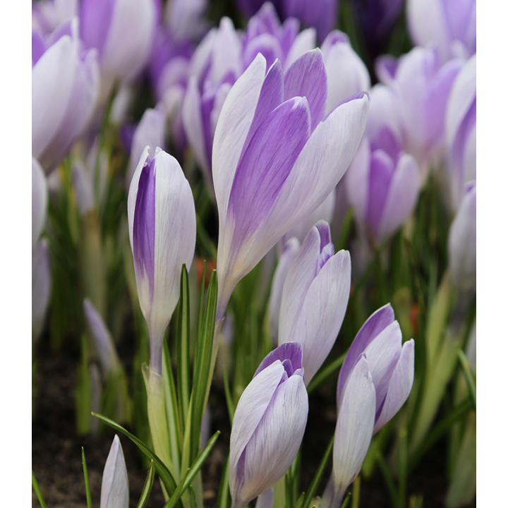 pachet 50 de bulbi de branduse violet