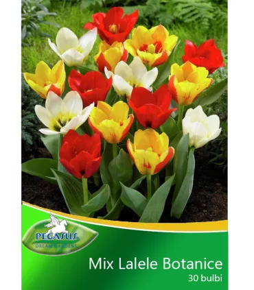Lalele Botanical Mix, 30 bulbi
