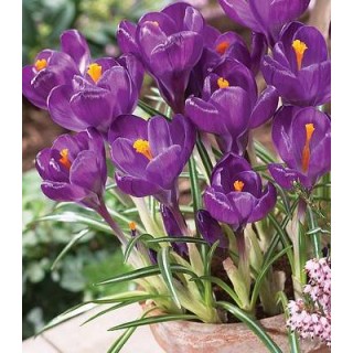 Crocus Flower Record, 10 bulbi