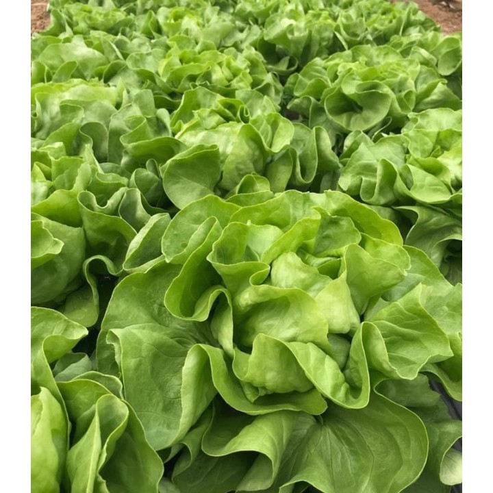 Salata Touareg pentru iarna