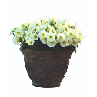 Petunia multiflora Mirage Yellow